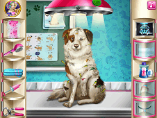 Dog Pet Rescue