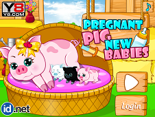 Pregnant Pig New Babies