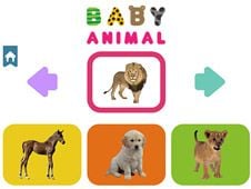 Baby Animal