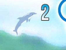 Dolphin Olympics 2