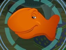 Goldfish Hide and Seek
