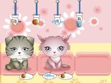 My Pet Shop Online