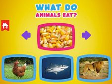 What do animals eat?